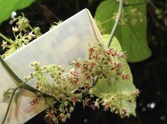 Byttneria grandifolia