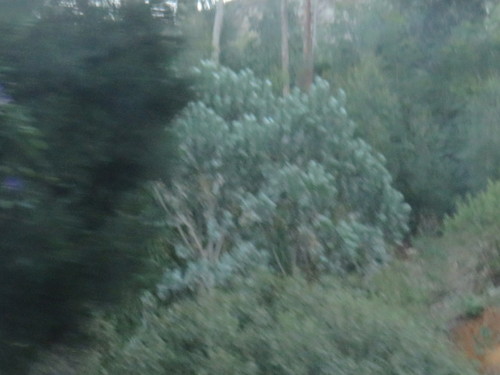 Leucadendron argenteum