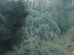 Leucadendron argenteum