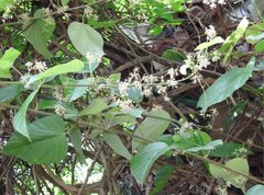 Byttneria grandifolia