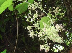 Byttneria grandifolia