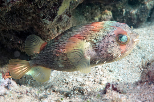 Longspined porcupinefish (Diodon holocanthus) — Diodontidae