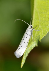 Yponomeuta malinellus