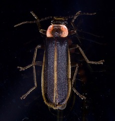 Podabrus brevicollis