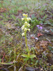 Pseudorchis straminea