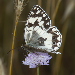 Melanargia larissa