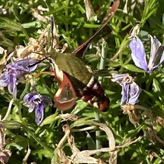 Hemaris gracilis
