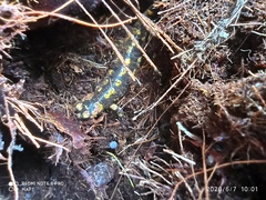 Salamandra salamandra