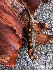 Salamandra salamandra