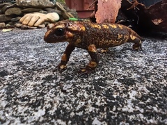 Salamandra salamandra