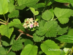 Rubus incanus