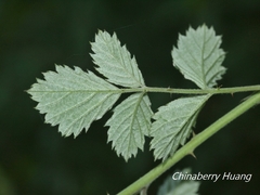 Rubus incanus