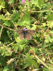 Aricia agestis