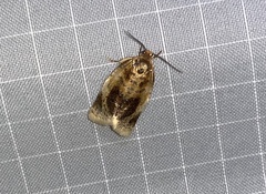 Clepsis melaleucanus