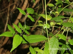 Clematis peterae lishanensis