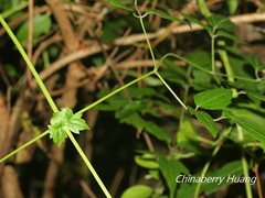 Clematis peterae lishanensis