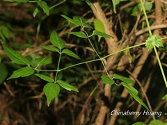 Clematis peterae lishanensis