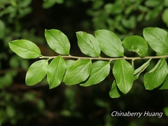 Spiraea prunifolia pseudoprunifolia