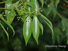 Cinnamomum insularimontanum