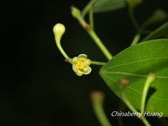 Cinnamomum insularimontanum