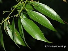 Cinnamomum insularimontanum
