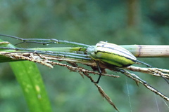 Leucauge celebesiana