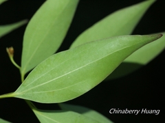 Cinnamomum insularimontanum