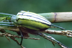 Leucauge celebesiana