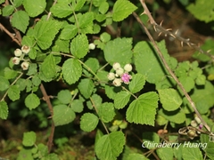 Rubus incanus