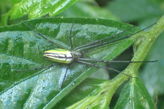 Leucauge celebesiana