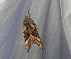 Phlogophora