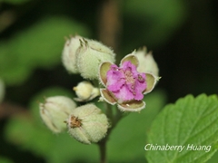Rubus incanus