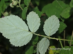 Rubus incanus