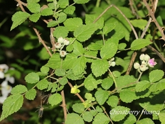 Rubus incanus