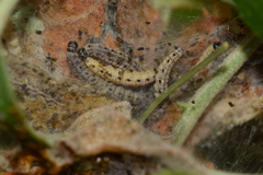 Yponomeuta malinellus