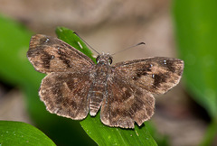 Staphylus ascalaphus