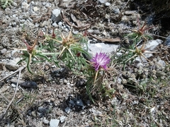 Centaurea calcitrapa calcitrapa
