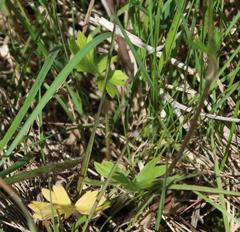 Ranunculus occidentalis