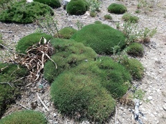 Astragalus balearicus