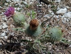 Cirsium echinatum
