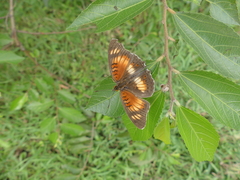 Junonia sophia