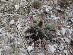 Cirsium echinatum