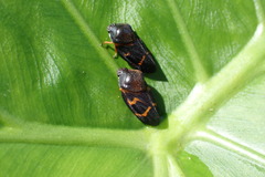 Okiscarta uchidae