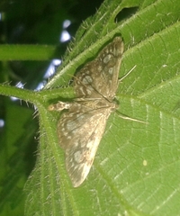Anania coronata