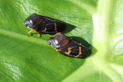 Okiscarta uchidae