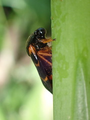 Okiscarta uchidae