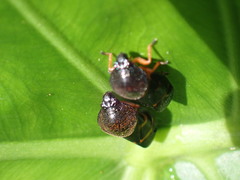 Okiscarta uchidae