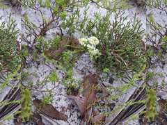 Polygonum dentoceras