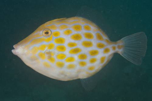 Deep-bodied leatherjacket (Eubalichthys mosaicus) — Monacanthidae — 4