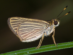 Image of Parphorus storax